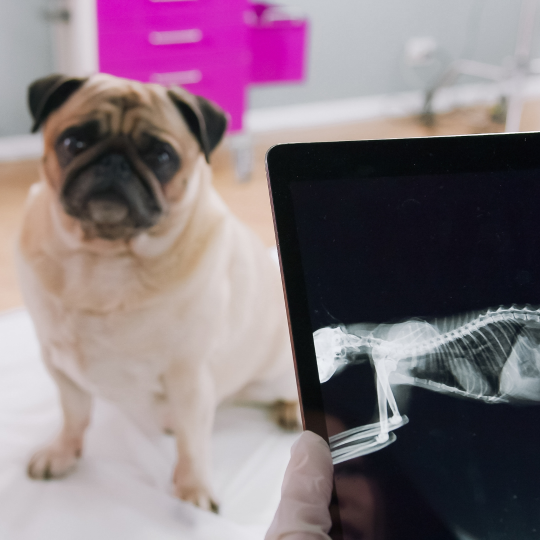 When Does a Dog Need Diagnostic Imaging? X-Rays, Ultrasound, MRI, and CT Explained