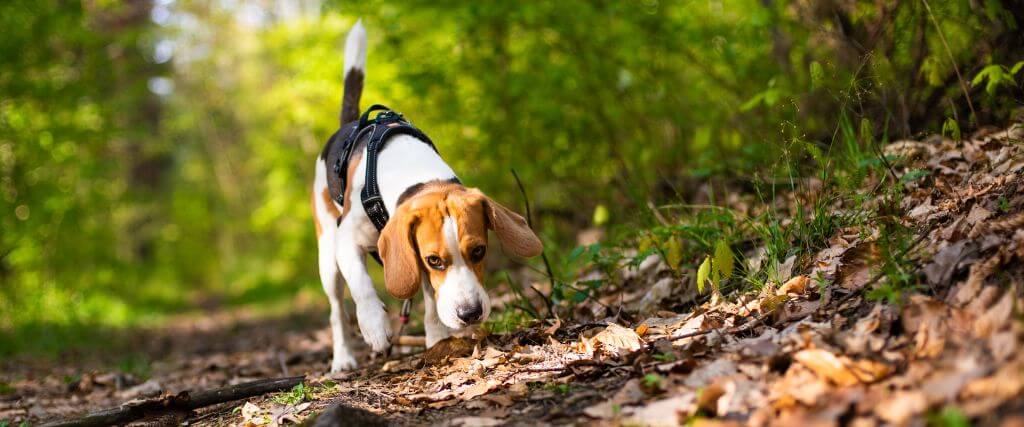 Dog sniffing through leaves on the ground for acorns