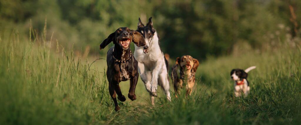 Group of dogs running through tall grass in a field