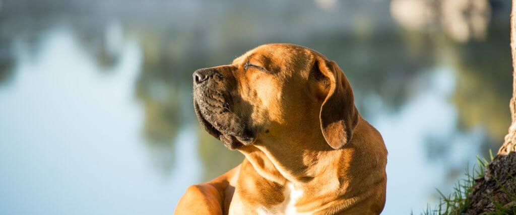 Dog basking in the sun, at risk for dog sunburn