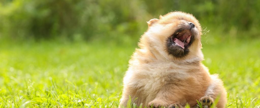 Small brown dog reverse sneezing while sitting outside