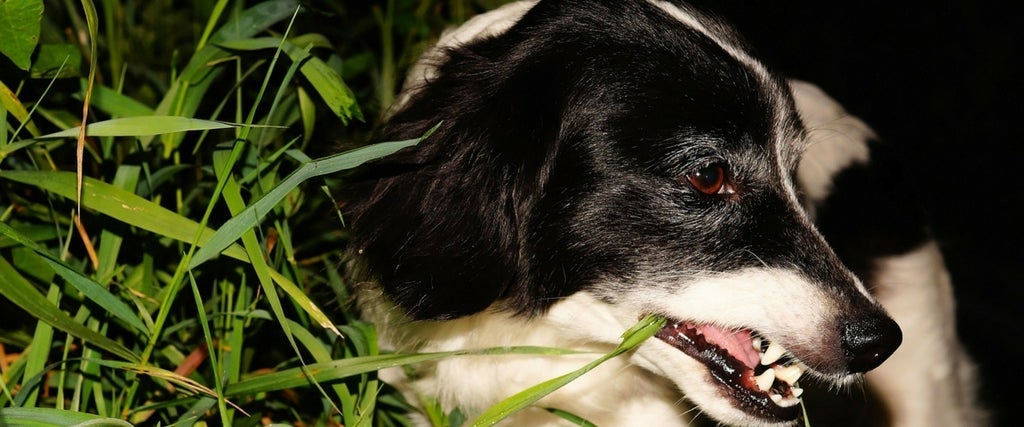 Why Do Dogs Eat Grass?