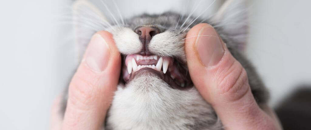 Owner lifting cats lips to show teeth