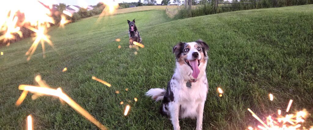 Aussie dogs in a field while their owners hold sparklers in front of the camera
