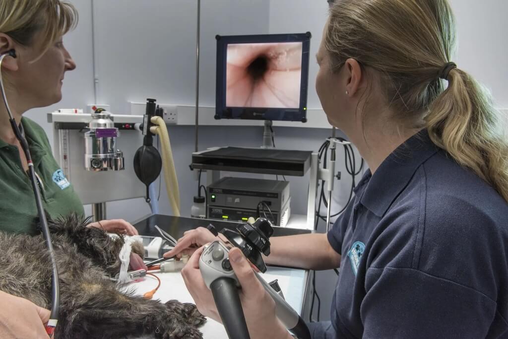 Endoscopy Endoscopy