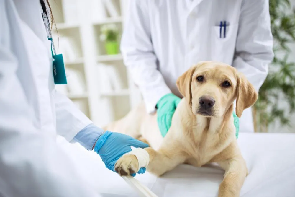 Dog Surgery