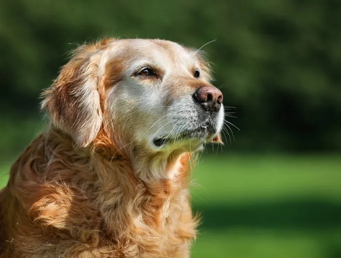 older+golden+retriever