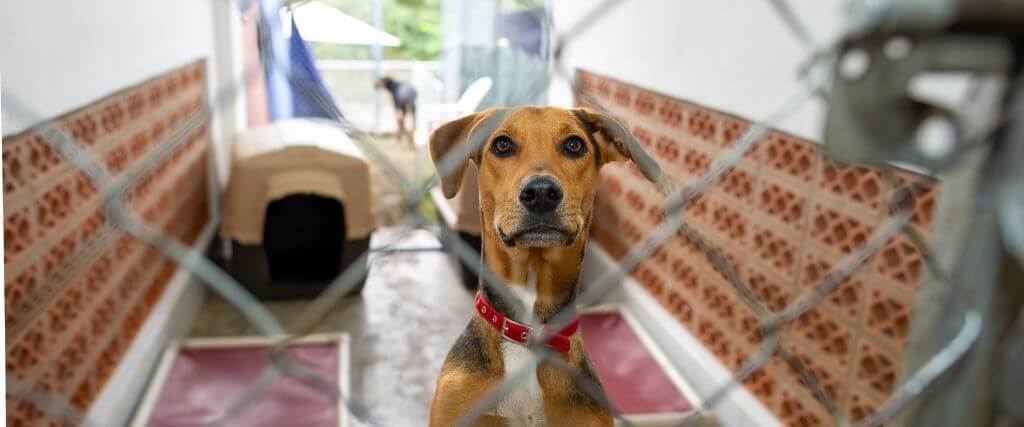 Dog in a kennel at a boarding facility