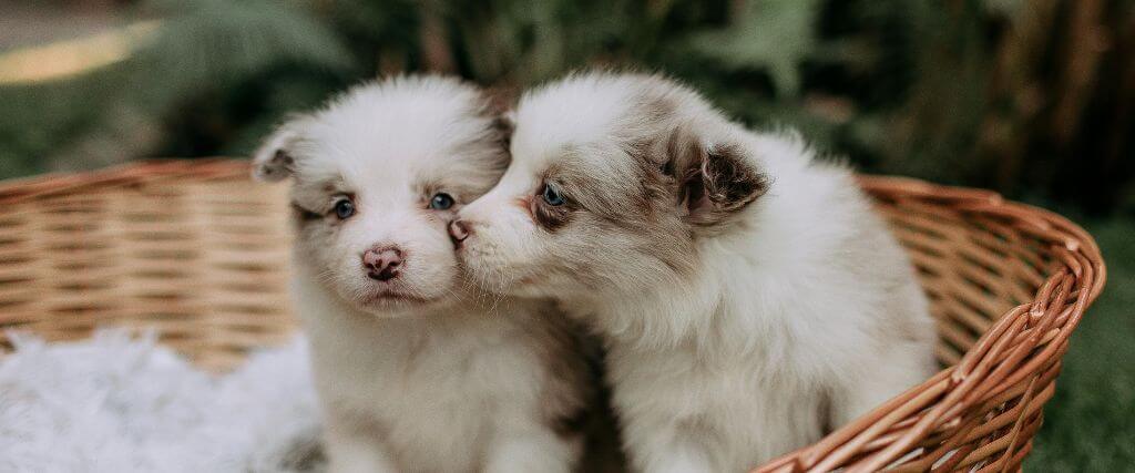 Two puppies sitting in a basket together, socializing for puppy milestones