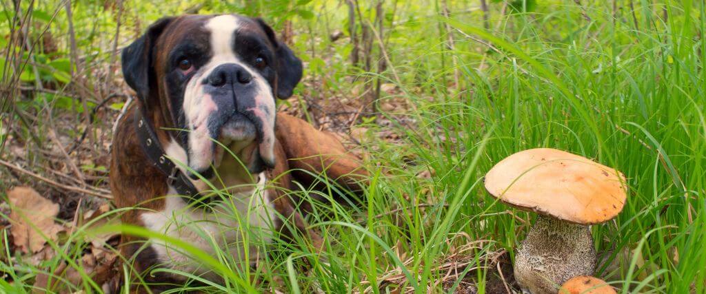 Dog laying down next to yard mushrooms