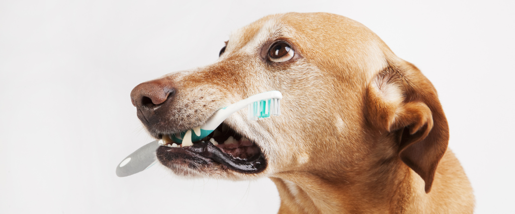 Veterinarian checks cat's teeth