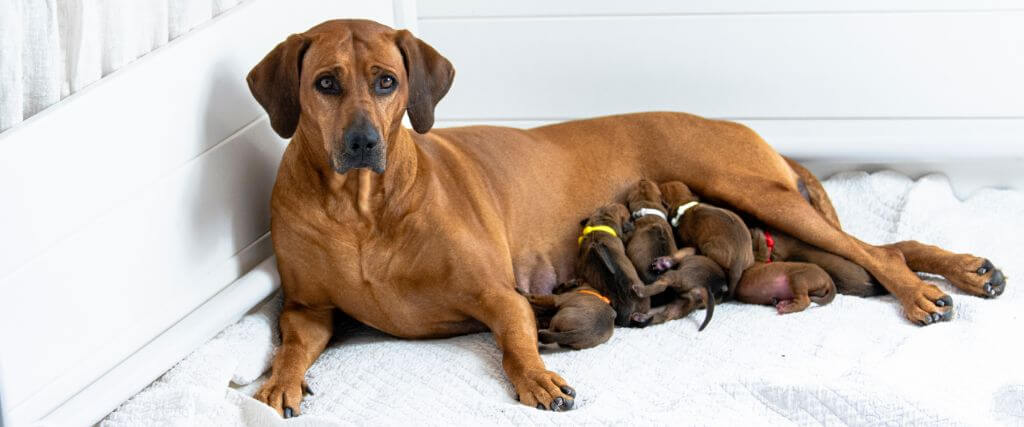 Mother laying with puppies after dog pregnancy and labor