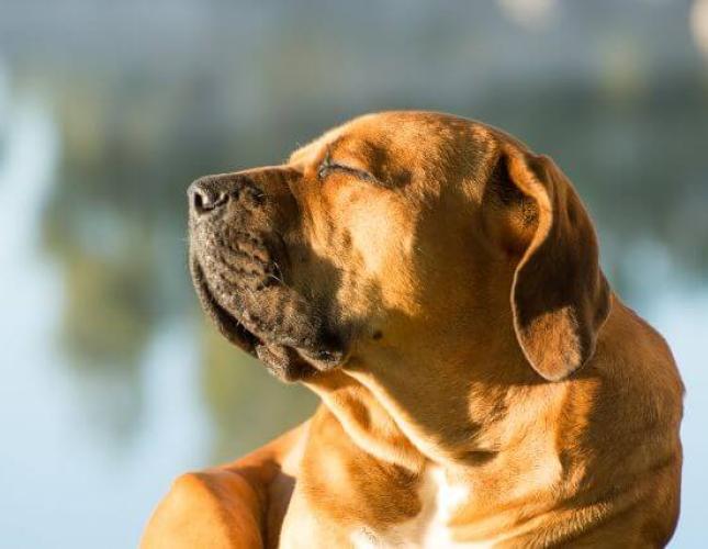 Can Dogs Get Sunburnt? Dog Sunburn Signs, Symptoms, and When to See Your Veterinarian
