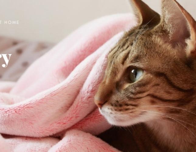 Caring for Your Dog or Cat After Surgery