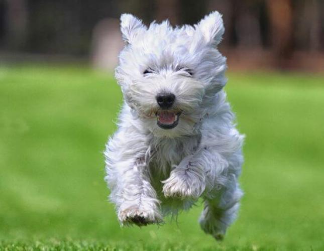 How Chiropractic Care Supports Whole-Body Health in Dogs