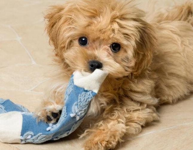 Puppy Blues Are A Real Thing. Here’s How to Handle Them.