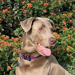 Pet Dentistry in New Braunfels