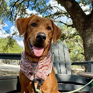 Pet Surgery in New Braunfels