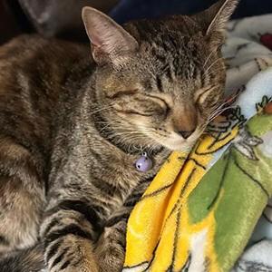 Pet Urgent Care Services in New Braunfels