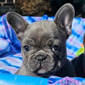 Pet Wellness Exams in New Braunfels