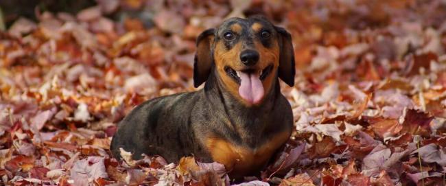 Dachshund dog laying down in leaves outside in fall