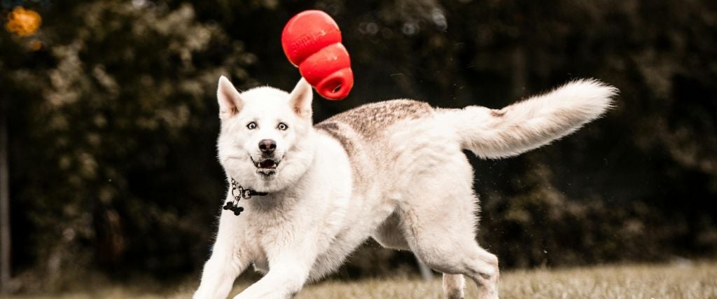 The Importance of Keeping Your Dog Busy