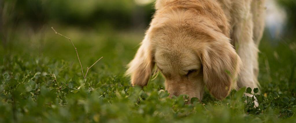 Can Dogs Eat Cicadas? And All of Your Other Questions About Dogs and Cicadas Answered 
