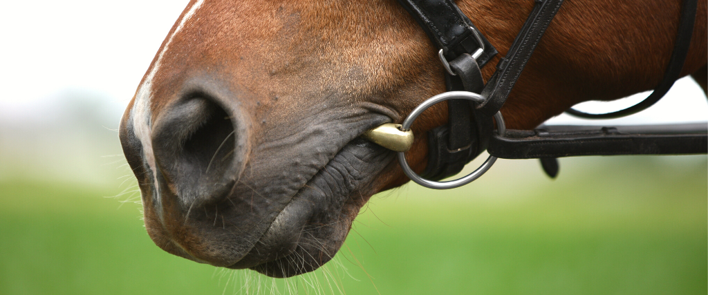 Horse mouth with bridle and bit