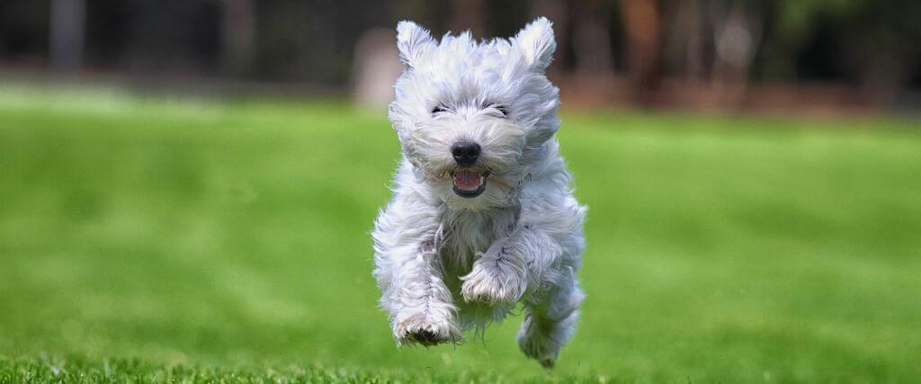 Dog running through grass outside, mobile from dog chiropractic care