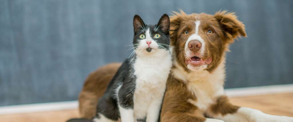 Dog and cat sitting together outside, showing calm pet body language