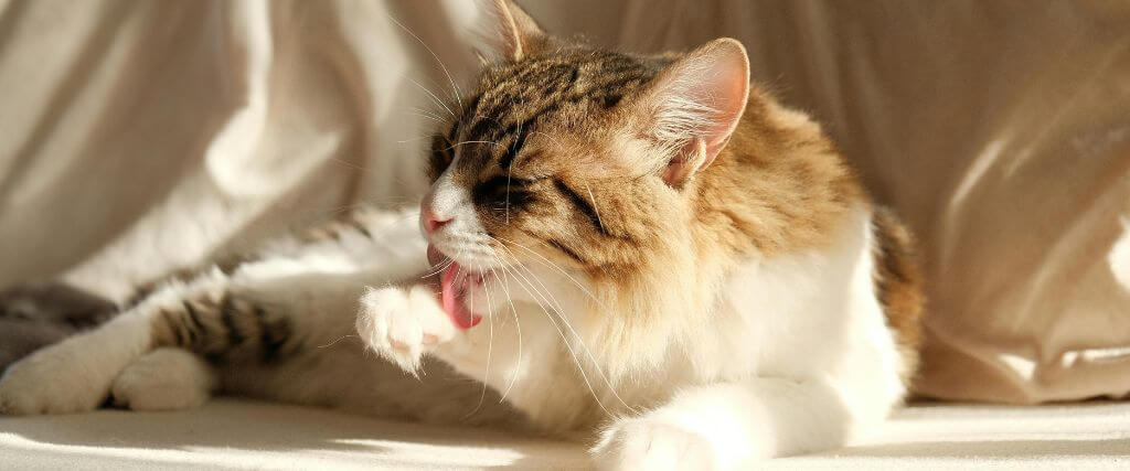 Cat grooming itself