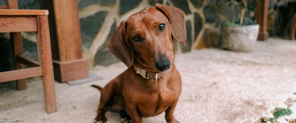 Small brown dog sitting